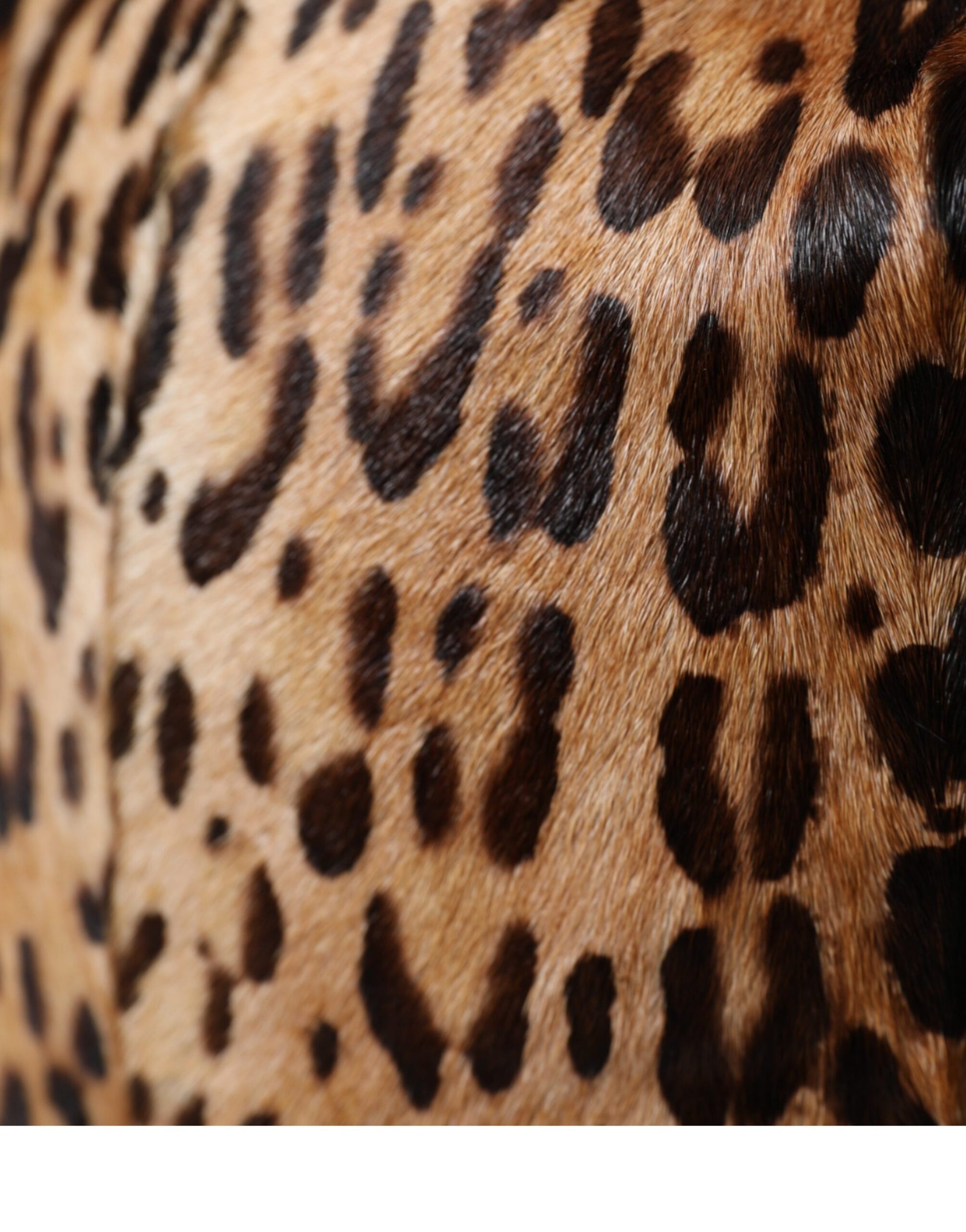 Leopard print fur on animal's back