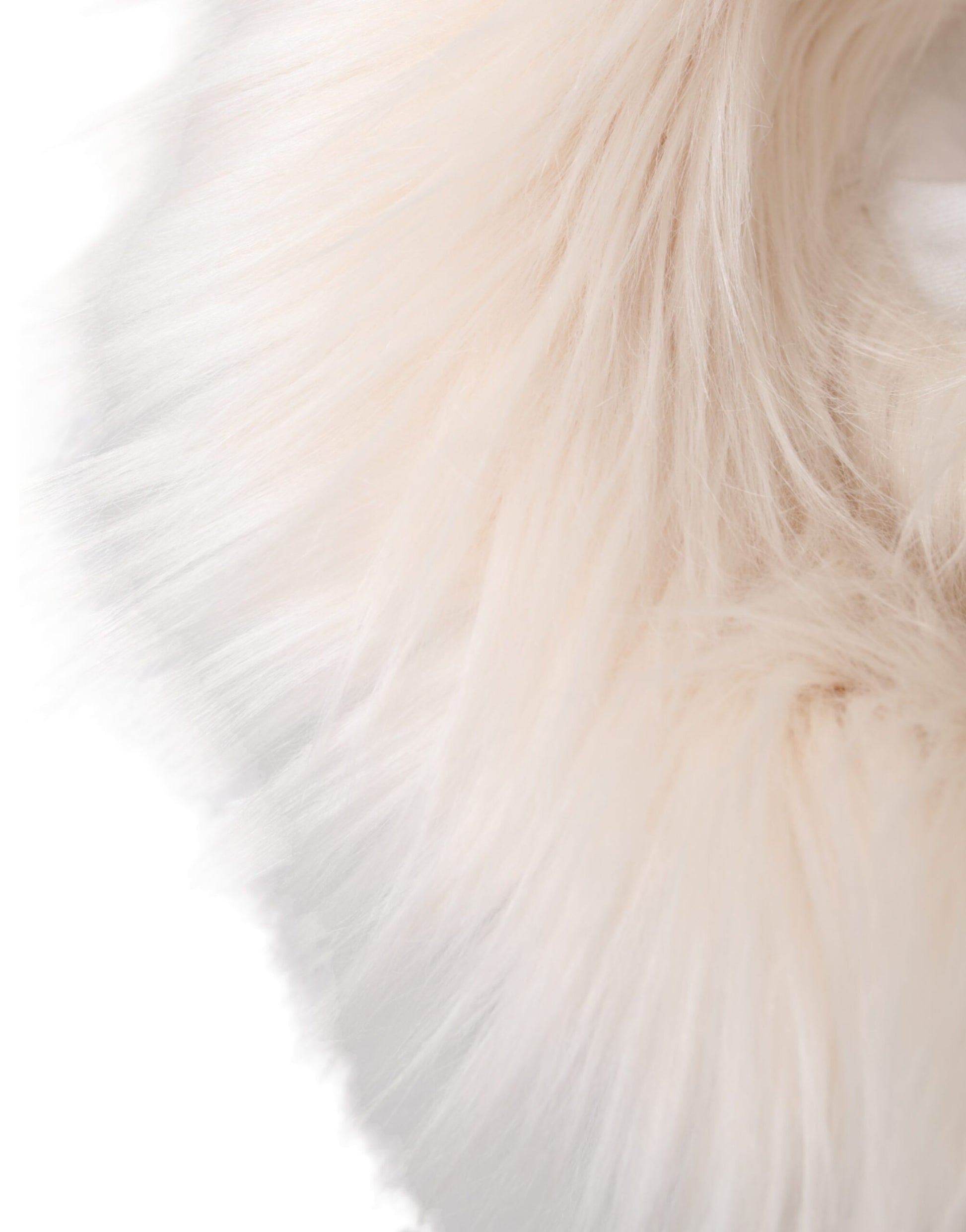 The fur is fluffy and white